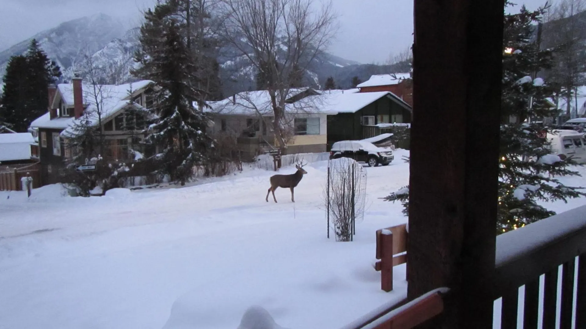 Banff Bear Bed & Breakfast